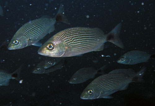 Archivo:Haemulon maculiacuda.jpg