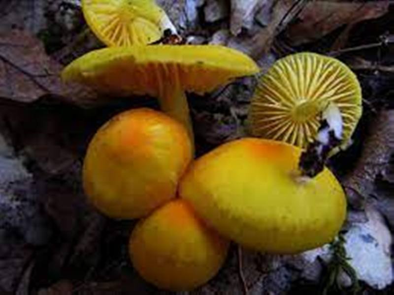 Archivo:Hygrocybe citrinaaa1.jpg