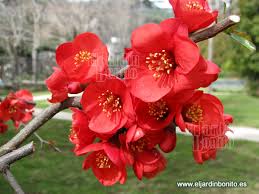 Membrillo Japonés.jpg