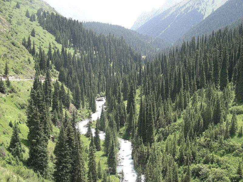 Archivo:Picea schrenkiana 1.jpg