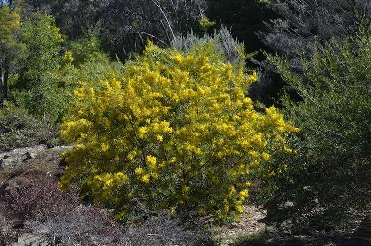 Archivo:Acacia kybeanensis 1.jpg