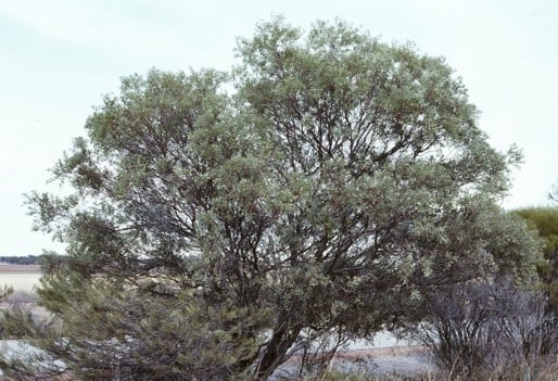 Archivo:Acacia leptopetala.jpg