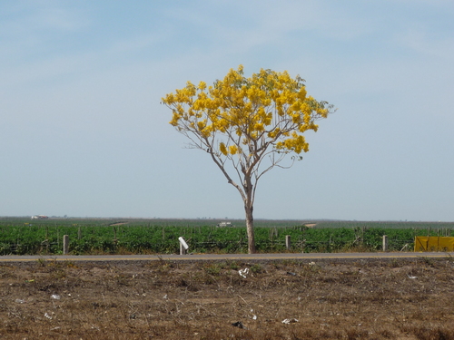 Archivo:Amapa prieta.jpeg