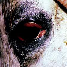 Arteritis Viral Equina2.jpeg