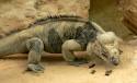 Cyclura onchiopsis.jpeg