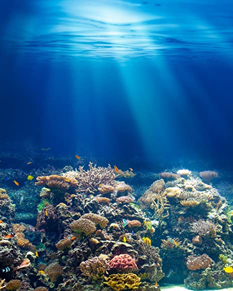 Archivo:Fondo marino duro.jpg