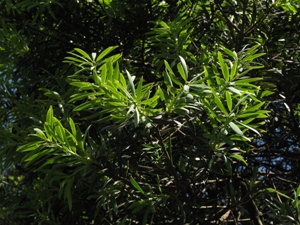 Podocarpus oleifolius Bogota.jpg