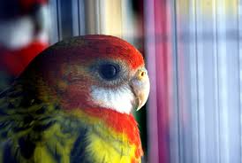 Archivo:Rosella Multicolor .jpg