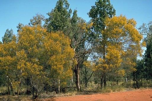 Archivo:Acacia ixodes.jpg