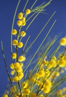 Archivo:Acacia longispinea 2.jpg