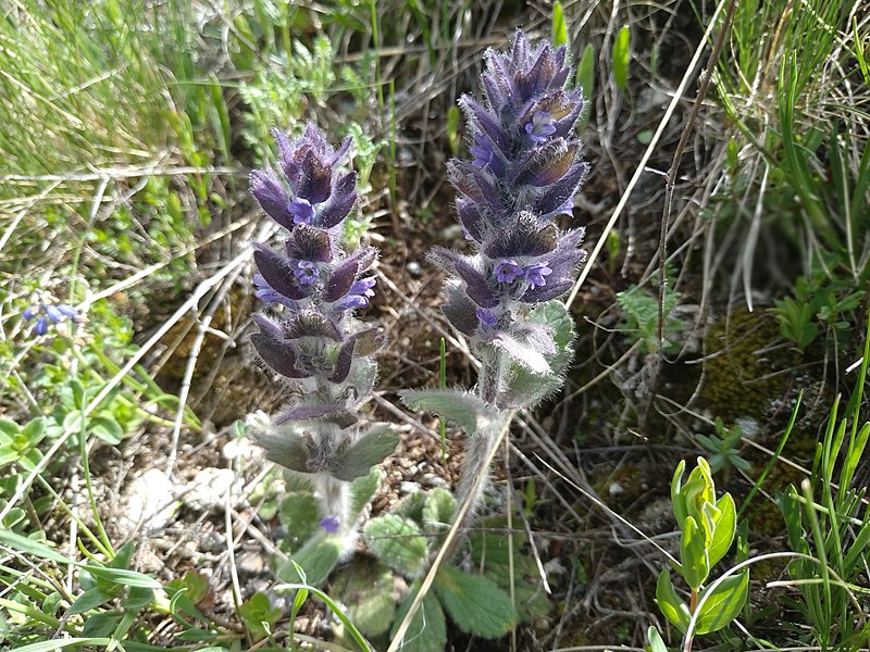 Archivo:Ajuga orientalis.jpg