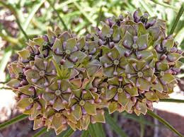 Asclepias asperula.jpg