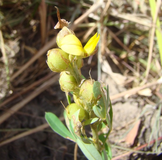 Archivo:Crotalaria cuspidata 1.jpg