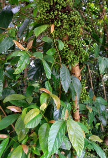 Archivo:Ficus congesta 1.jpg