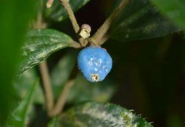 Miconia Colombiana .jpg