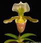 Paphiopedilum barbigerum.jpeg
