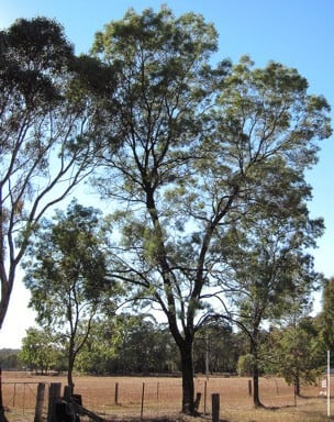 Archivo:Acacia leucoclada 1.jpg