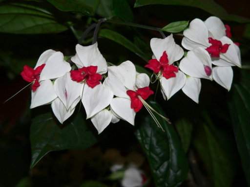 Archivo:Clara lisa 1.jpg