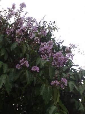 Flor de la reina 16 04 2010.jpg