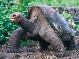 Galápago occiden.jpg