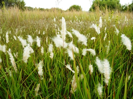 Archivo:Imperata cylindrica.jpg