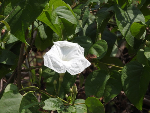 Archivo:Ipomoea populina 1.jpg