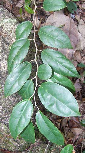 Lunania sauvallei.jpg