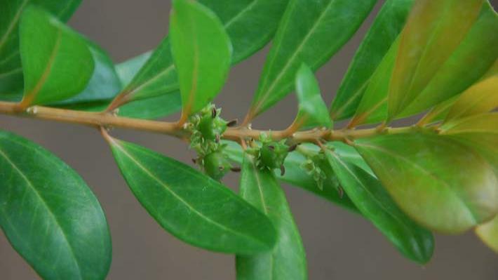 Archivo:Planta en peligor d.jpg