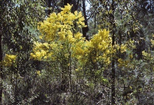 Archivo:Acacia lunata.jpg