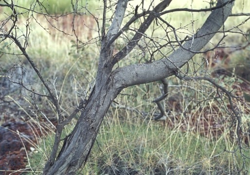 Archivo:Acacia marramamba 6.jpg