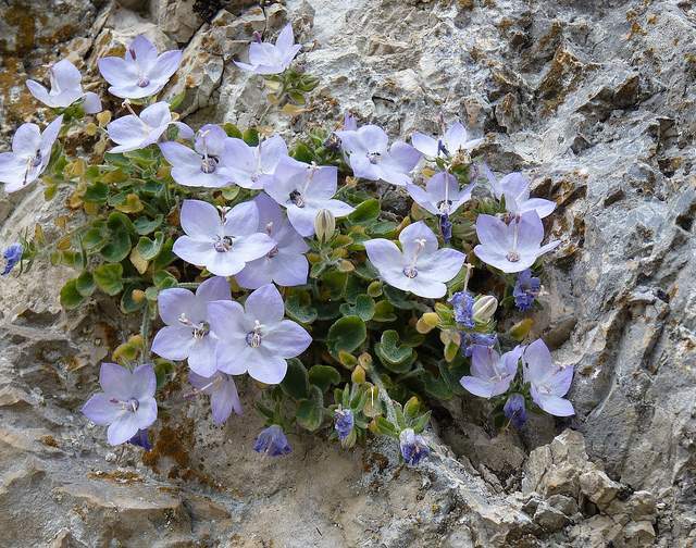 Archivo:Campanula fragilis.jpg