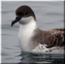 Foto11 fichas 480.jpeg