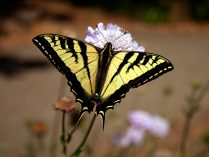 Mariposa diurna.jpeg