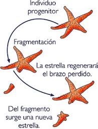 Regeneracion estrella.jpg