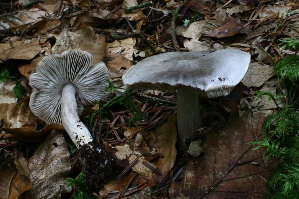 Archivo:Tricholoma sciodes.jpg