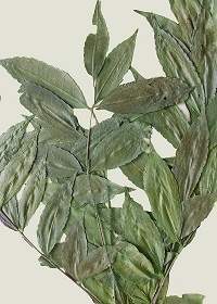 Zanthoxylum dictyophyllum.jpg