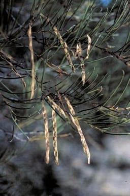 Archivo:Acacia fragilis 5.jpg