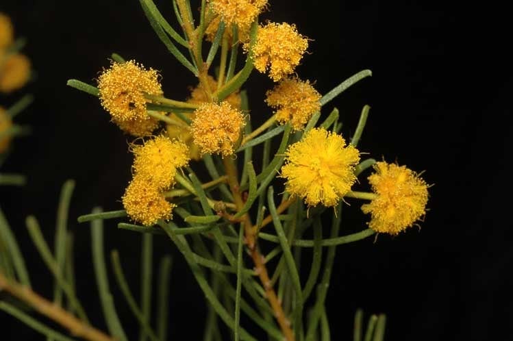 Archivo:Acacia johnsonii 1.jpg