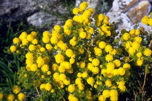 Archivo:Acacia lasiocarpa 1.jpg