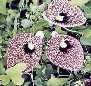 Aristolochia littoralis.jpg