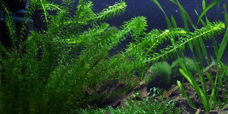 Elodea Densa EcuRed