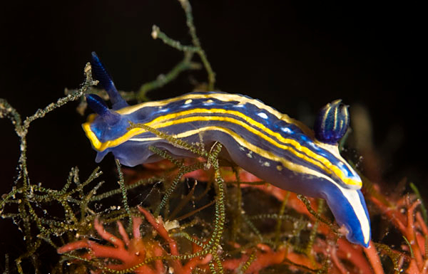 Archivo:Hypselodoris tricolor.jpg