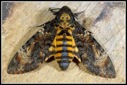 Mariposa DelaMuerte.jpg