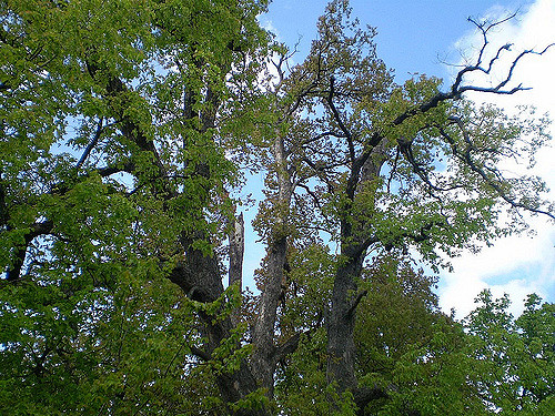 Archivo:Noficua obicua.jpg