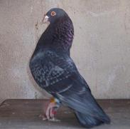 Palomo tiro y emparche.jpg