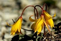 Tulipa biebersteiniana.JPG