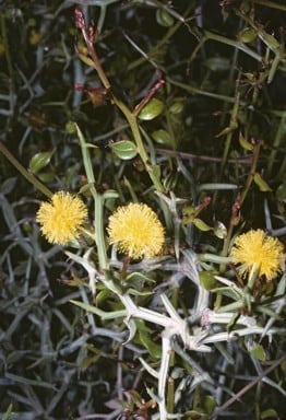 Archivo:Acacia jacksonioides 2.jpg