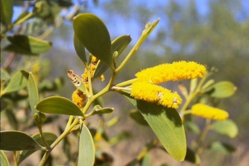 Archivo:Acacia leptophleba.jpg