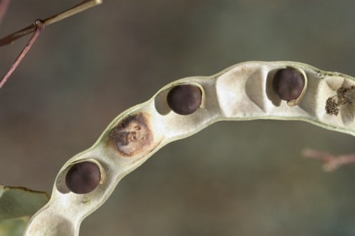 Archivo:Acacia marramamba 5.jpg