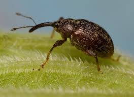 Anthonomus eugenii Cano.jpg